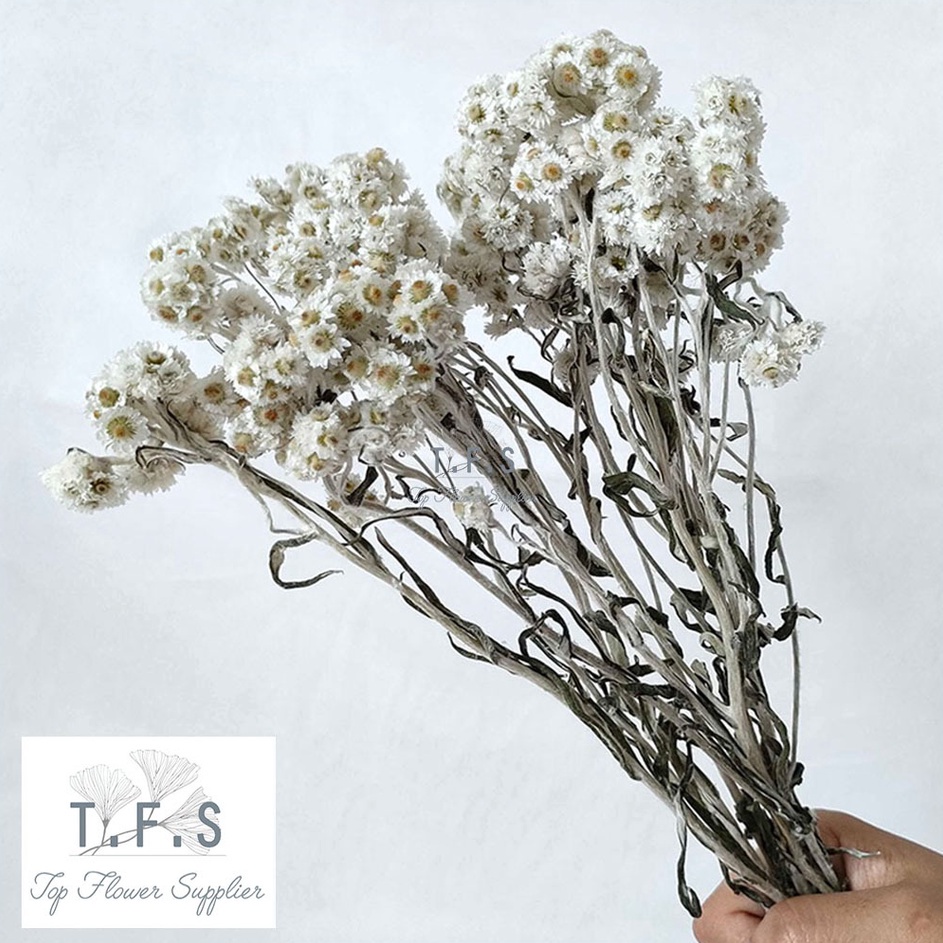 Murah Banget Dried Premium Edelweiss Bunga Kering Asli Dekorasi Hias Vas Meja Rumah