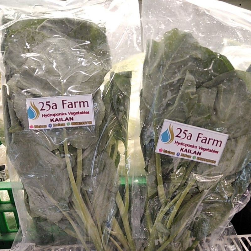 

SAYUR HYDRO KAILAN 100 GRAM 25A