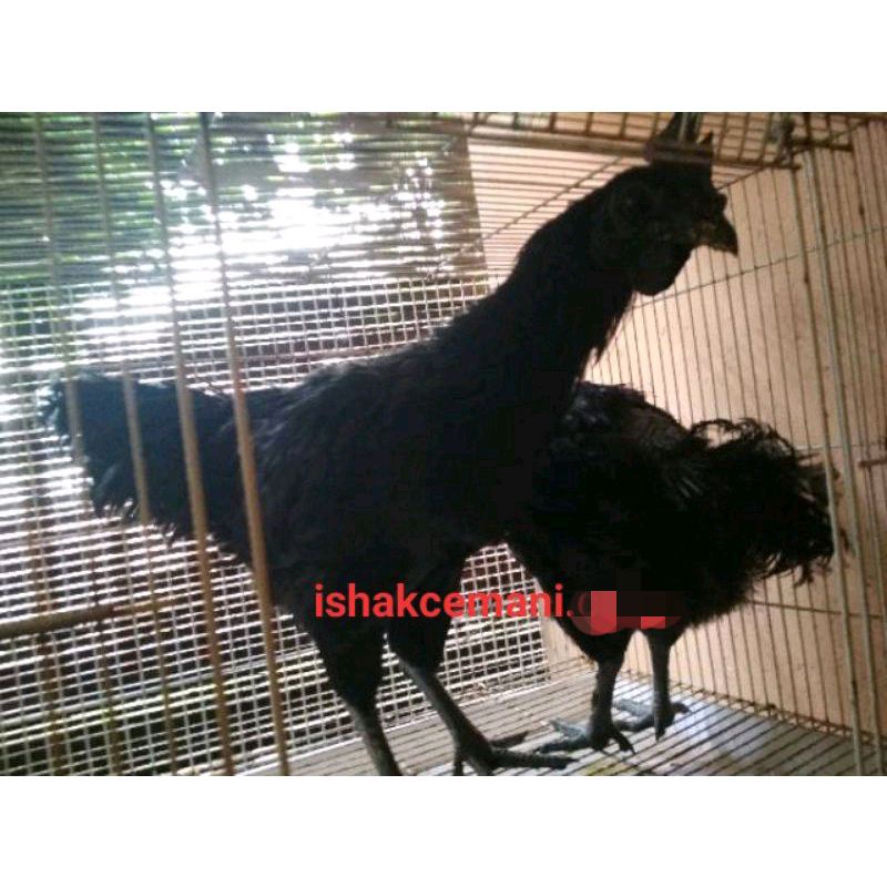 Obral Beli Jantan Gratis Betina Ayam Cemani Dewasa  Wajib Baca Diskripsi