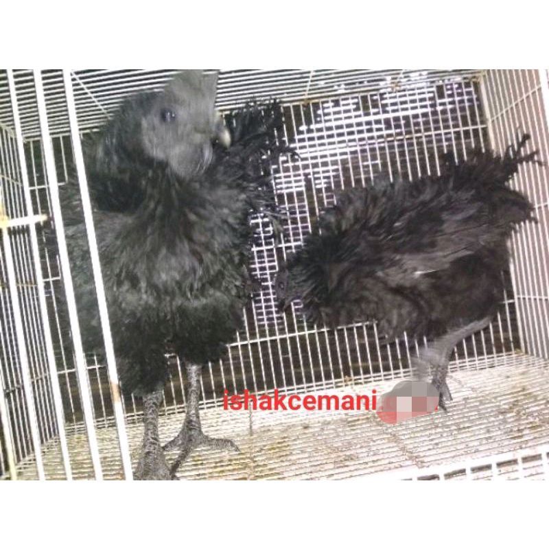 Ayam Cemani Keriting Dewasa Beli Jantan Gratis Betina  Wajib Baca Diskripsi