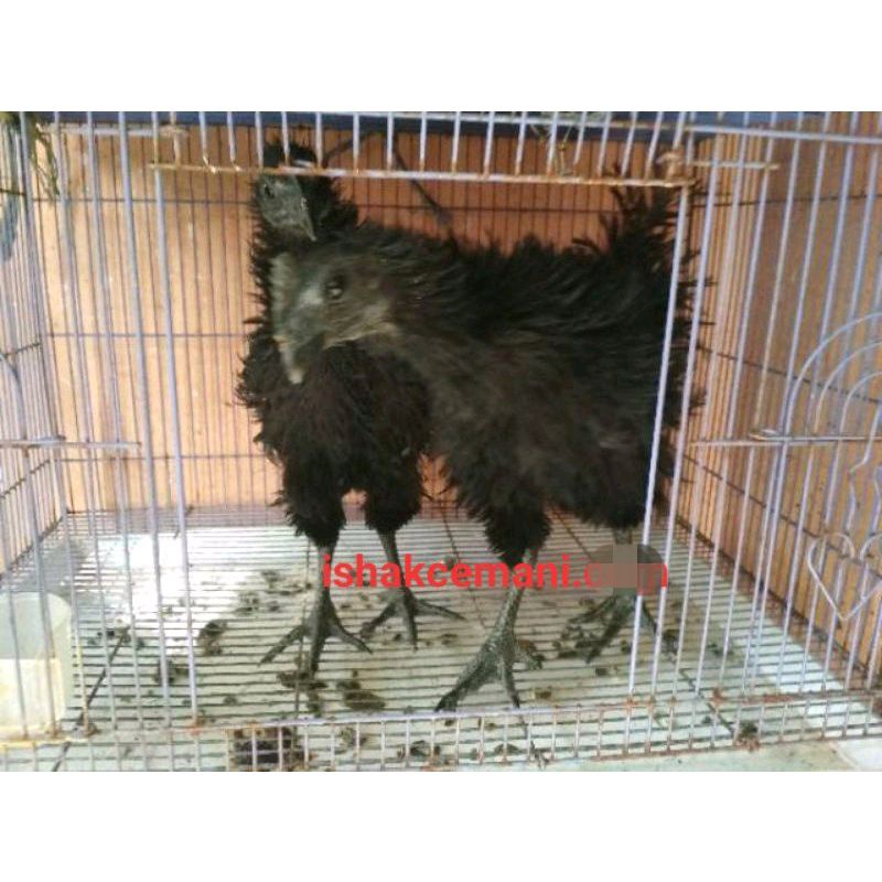 Spesial Promo Ayam Cemani Walik Remaja Gratis Betina  Wajib Baca Diskripsi
