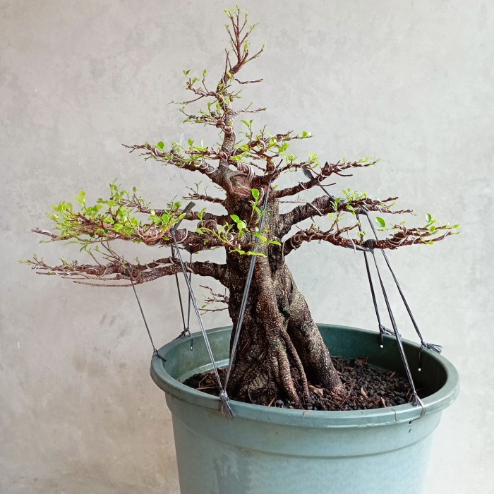 [New Ori] Bonsai Kimeng Beringin Pohon Kimeng Tanaman Beringin Kimeng Diskon