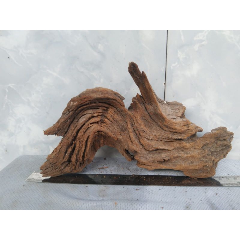 Rentek kayu santigi gunung