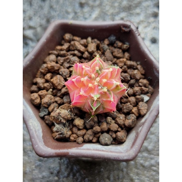 MIHA HYBRID VARIGATA OWNROOT//KAKTUS//KAKTUS MURAH//KAKTUS LUCU//KAKTUS MINI//KAKTUS TAMAN//KAKTUS O