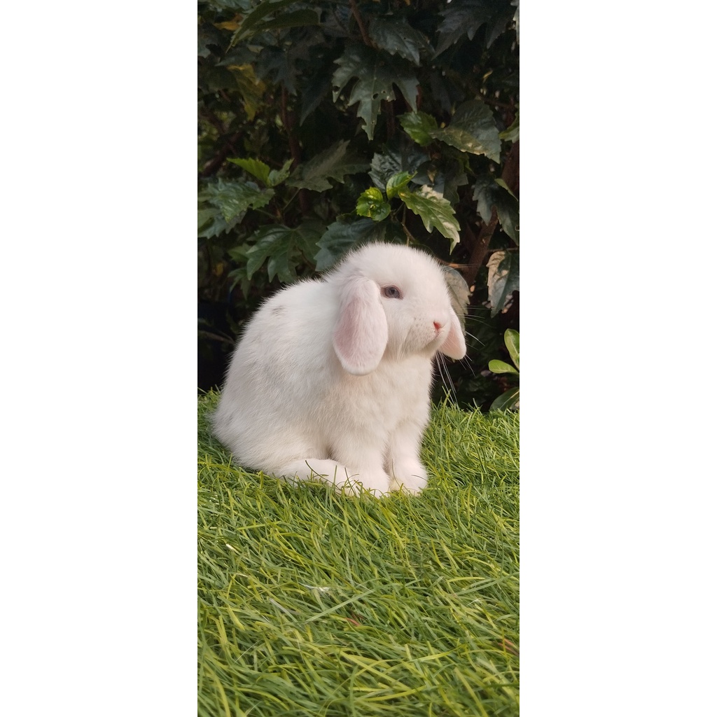 Kelinci Holland Lop Broken Magpie Blue Eyes Jantan