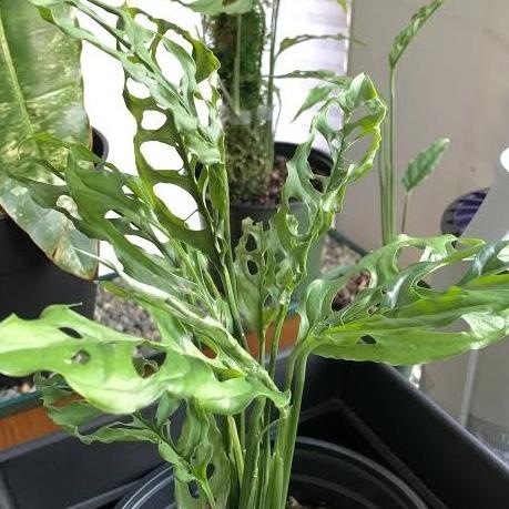 Tanaman Hias Monstera Obliqua Peru Asli/Monstera Obliqua Original Cantik|Bagus 505