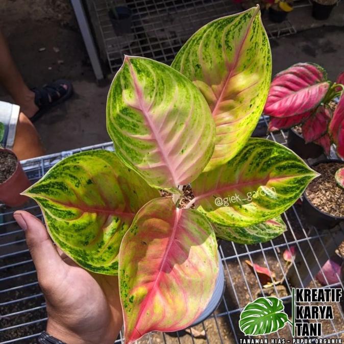 Tanaman hias aglonema andini - Aglonema Andini