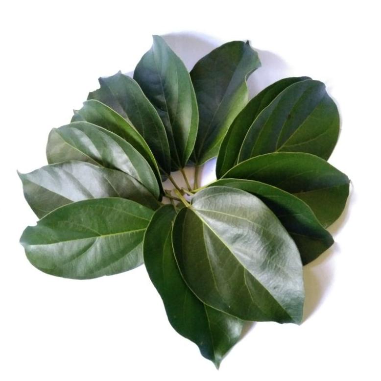 

New - Daun Cincau Hijau - Daun Cincau Perdu 100 Lembar ~