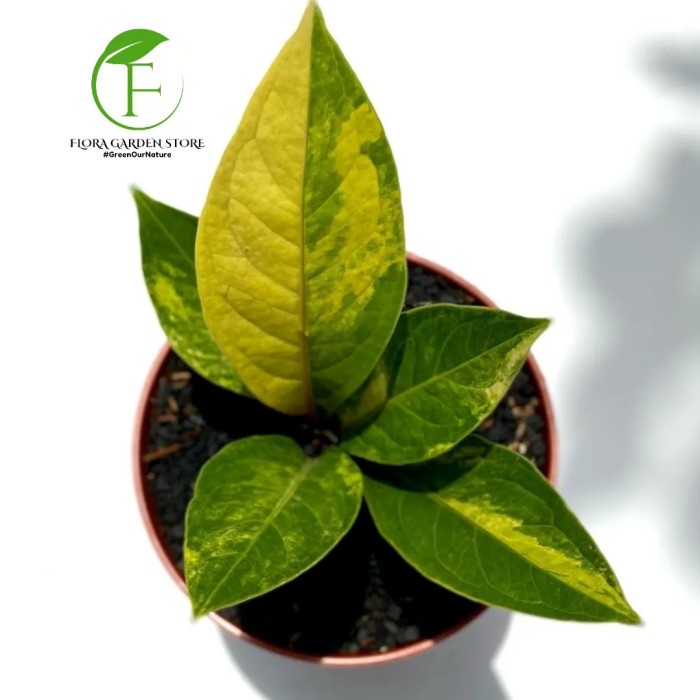 TANAMAN HIAS ANTHURIUM JEMANI COBRA VARIEGATA - ANTHURIUM VARIEGATA