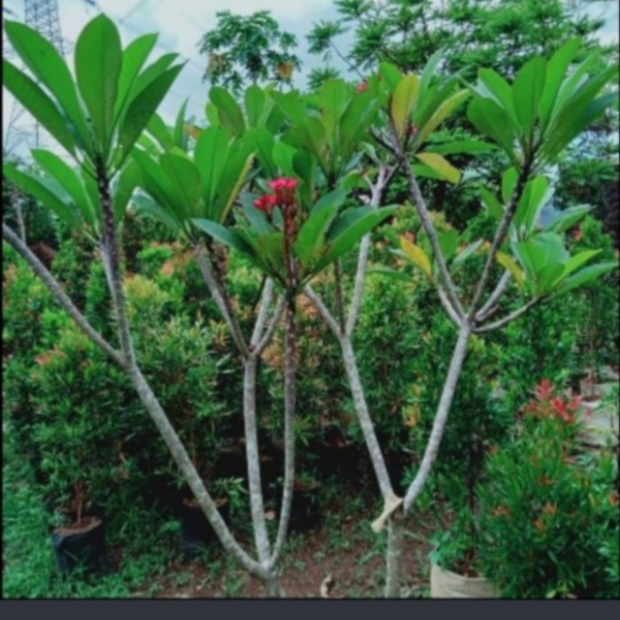 Discount pohon kamboja Bali tinggi 2 meter bunga warna kuning dan pink /GUNTING DAHAN/BIBIT