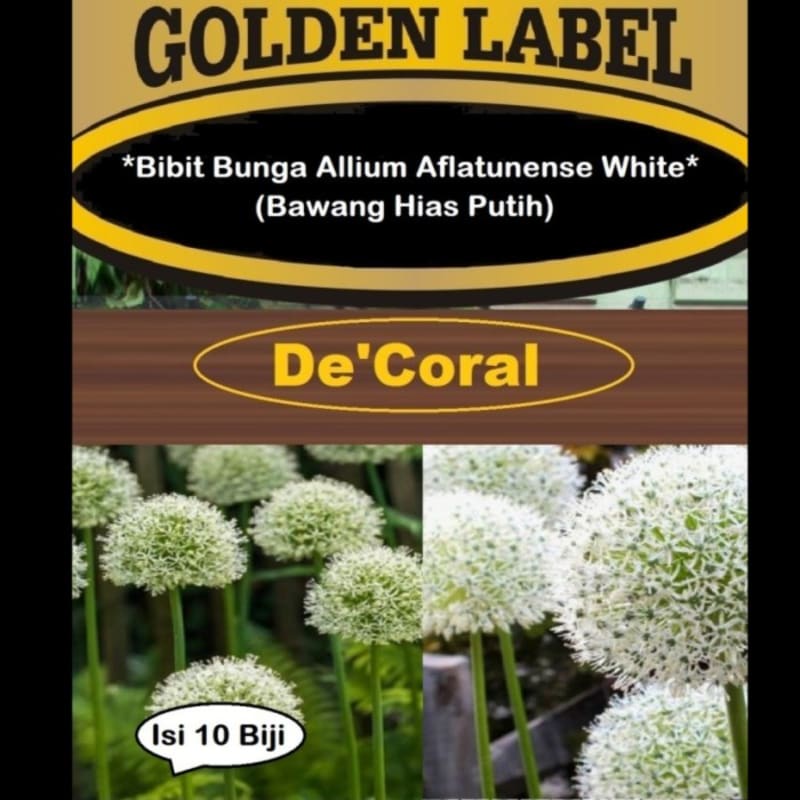 Bibit Bunga Allium Aflatunense White | Benih Bawang Hias Putih