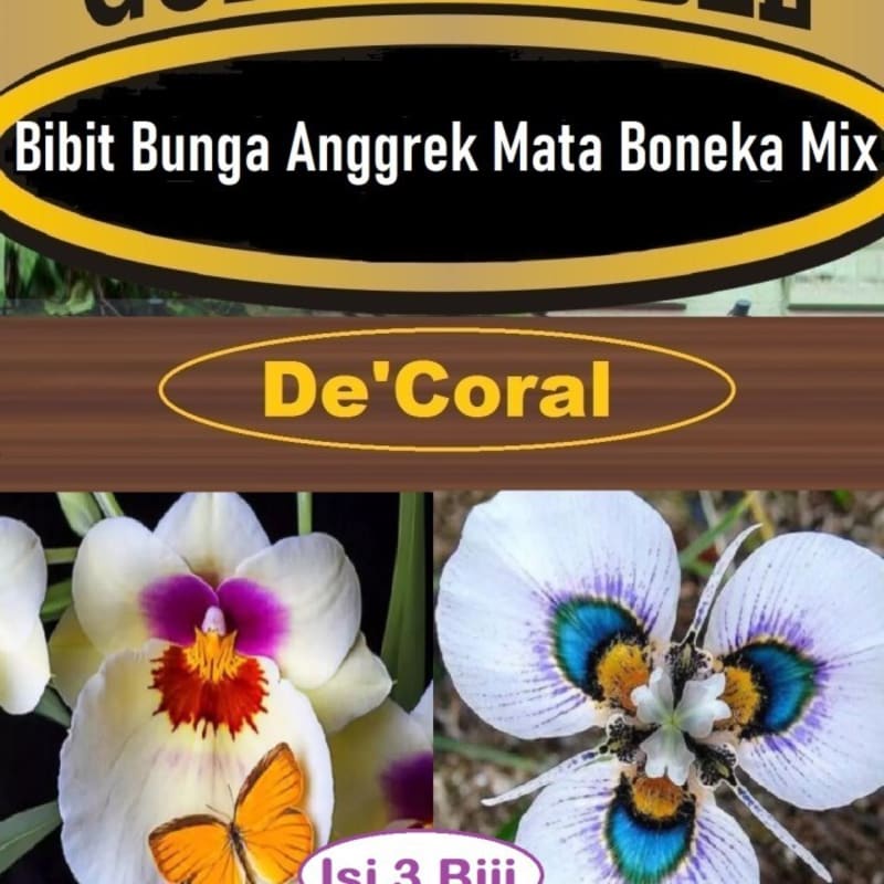 Bibit Bunga Anggrek Mata Boneka Mix|Benih Bunga Anggrek|Anggrek Boneka