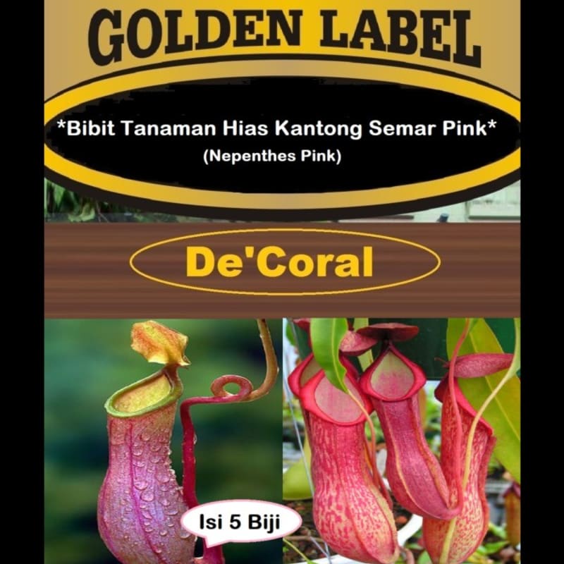 Bibit Tanaman Hias Kantong Semar Pink| Benih Nepenthes Pink