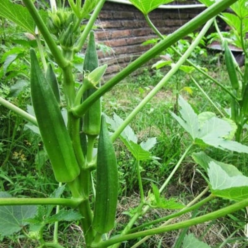 Tanaman Okra Hijau F1 Berkualitas | Pohon Okra Hijau F1