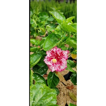 Bunga sepatu bangkok