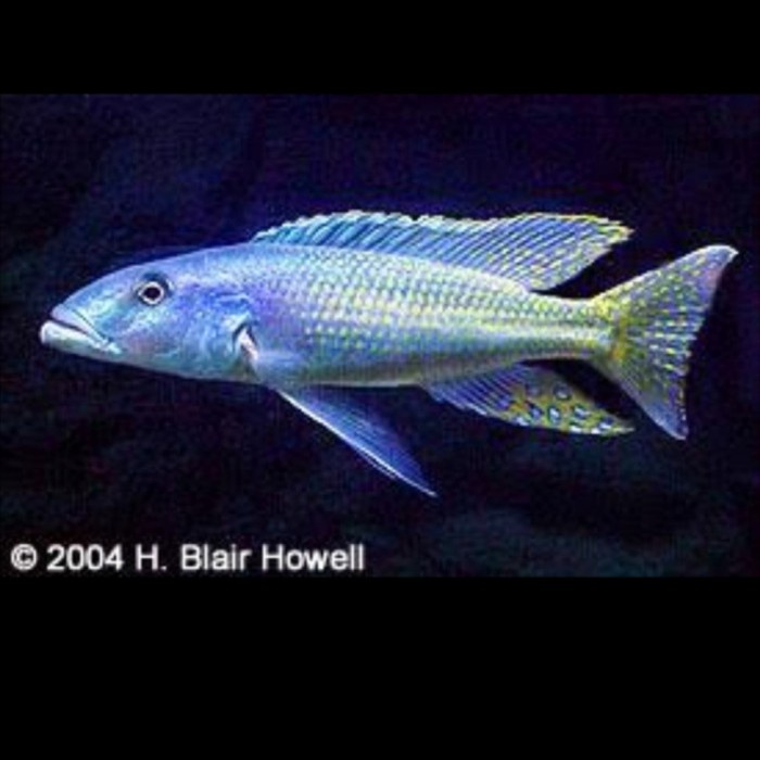 ✅Termurah Champsochromis Caeruleus Malawi Trout Cichlid Torpedo Bisa Gojek