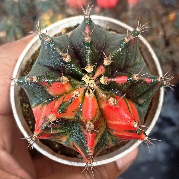 ✨Baru Gymnocalycium Hybrid Variegata / Gymno Miha Hybrid Variegata 2 Terbatas