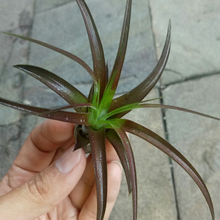 ✨Baru Tillandsia Love Knot Anakan Terbaru