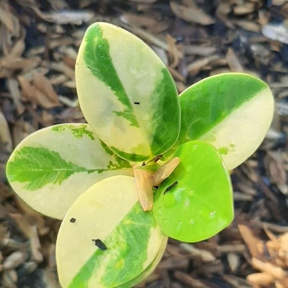 ✨Baru Beringin Dolar Varigata Terbaru