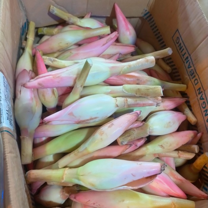 

Promo Kecombrang/Kincung/Honje/Rias 1Kg Terbaru