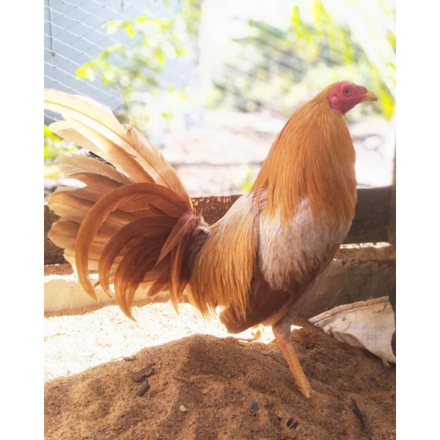 

telur ayam sweter paket 4 butir