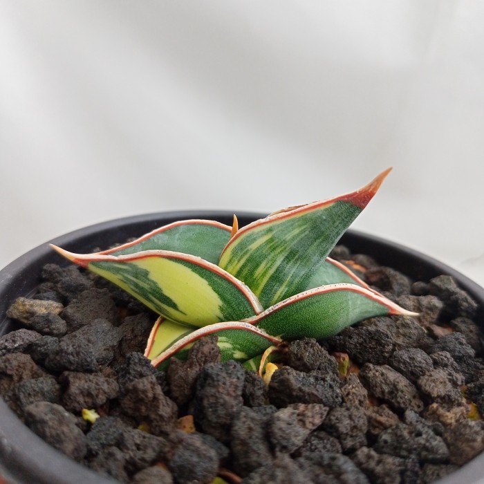 [New Ori] Sansevieria Rorida Varigata Bisa Gojek