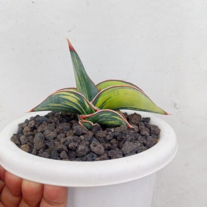 [New Ori] Sansevieria Rorida Varigata C Limited