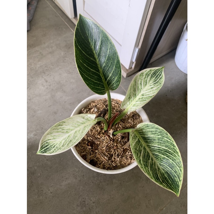 [New Ori] Philodendron Birkin Variegata Terbatas