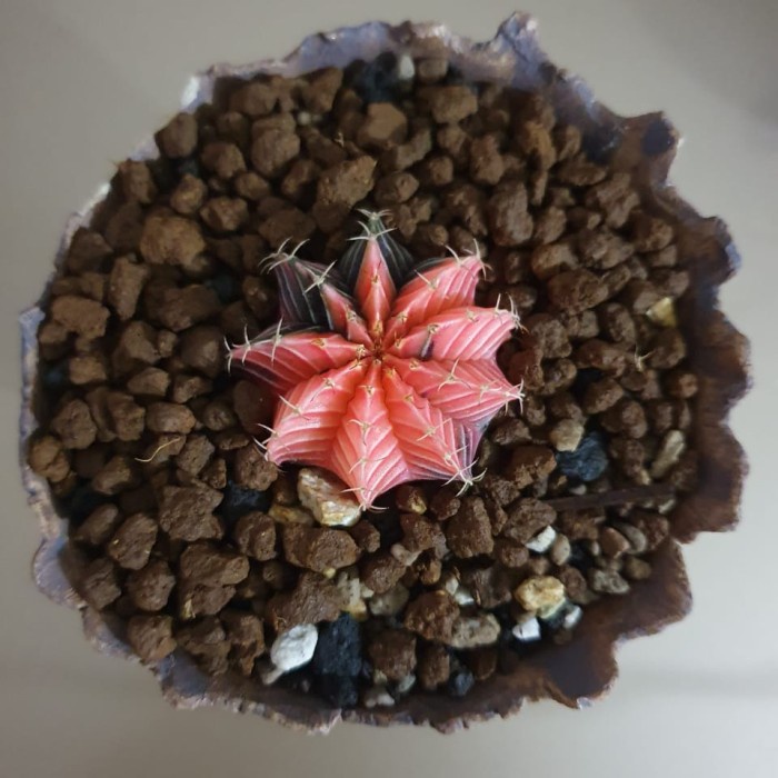 [New Ori] Kaktus Gymnocalycium Mihanovichii Starfire Bisa Sameday