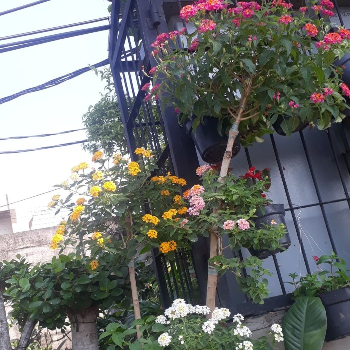 [New Ori] Bonsai Lantana 4 Warna Terbaru