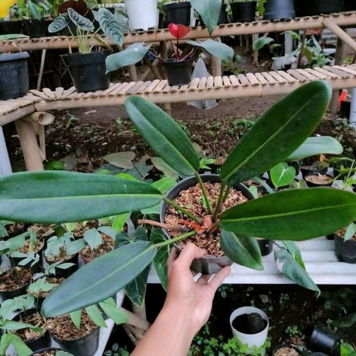 [New Ori] Tanaman Hias Philodendron Callosum - Pohon Philo Colusum Pohon Koleksi Limited