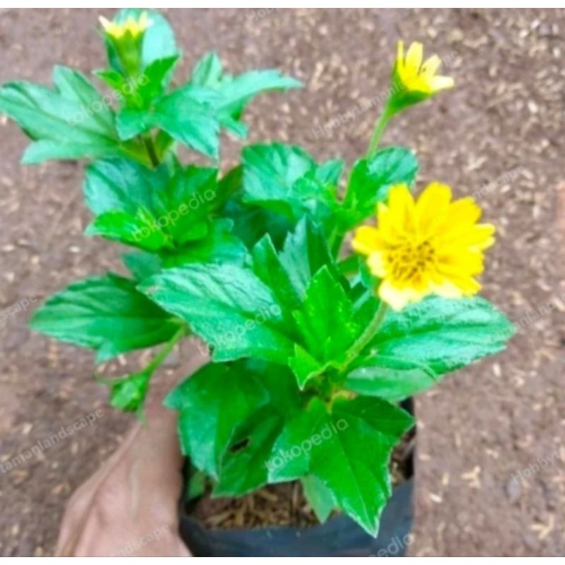 Tanaman Wedelia Sphagneticola Trilobata Bunga Wedelia Murah Tanaman Hias