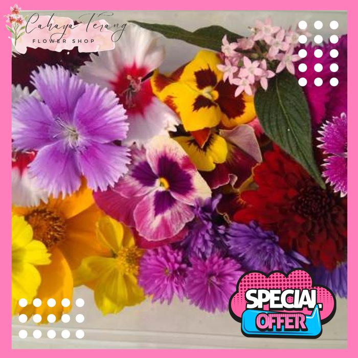

BIG MIX EDIBLE FLOWER- KOMPLIT 12MACAM BUNGA DIJAMIN GRATIS ONGKIR