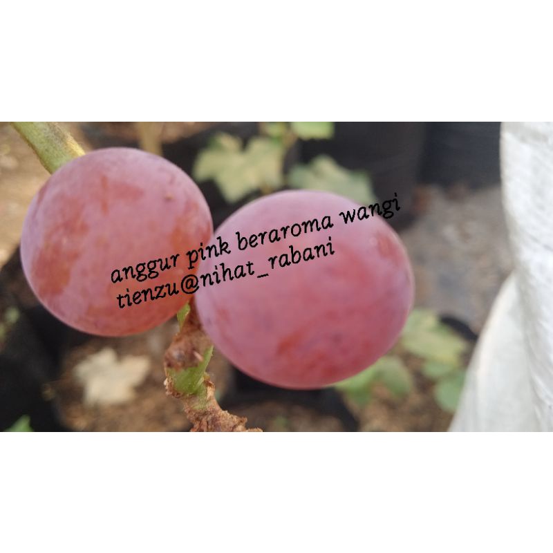 tenzu_muscat rs kober 5bb,so4