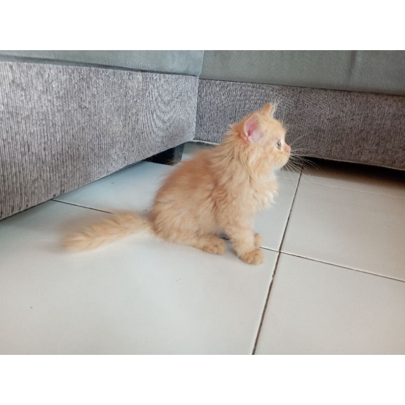 (Bandung) Kucing Kitten Persia Bigbone Oren 2bulan Jantan Muantap