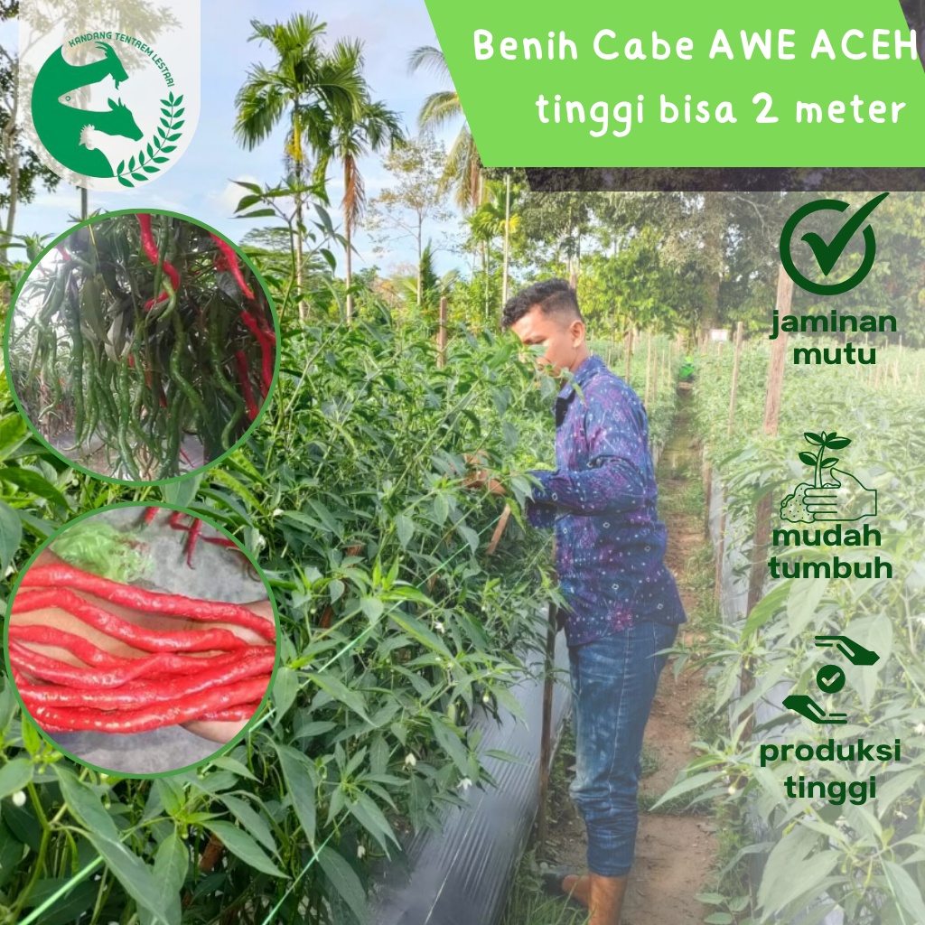 Benih Cabe Awe Aceh 50 Seed  Repacking Tinggi Bisa 2 meter CMK Merah Keriting Produksi Tinggi
