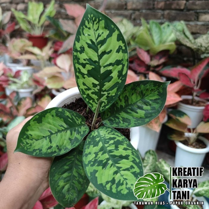 Promo Tanaman Hias Hamalomena Wallisii - Hamalomena Walisi