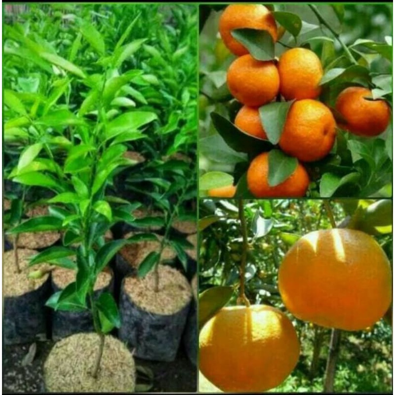 Bibit Jeruk Santang madu berkualitas