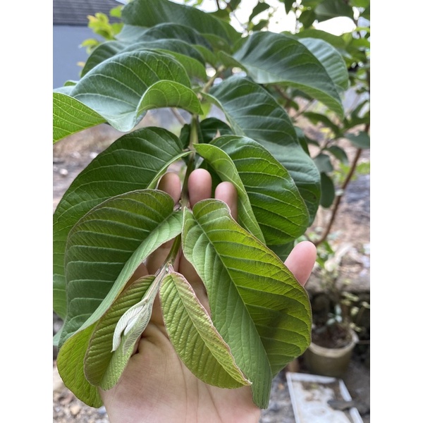 

Daun Jambu biji