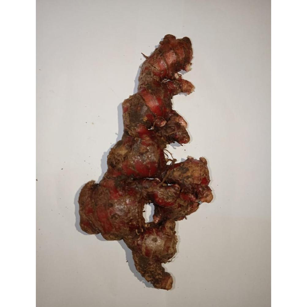 

Murah Jahe Merah Super 1Kg Segar Tua [Cod] Sale