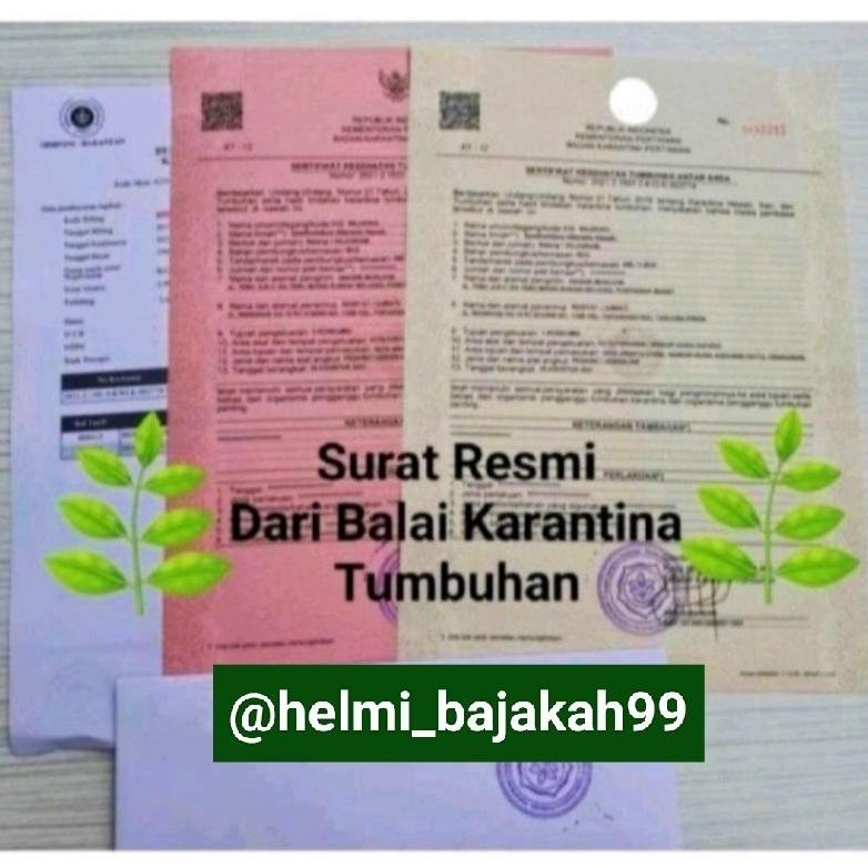 

Special Akar Bajakah Kalalawit Merah Asli Kalimantan(1kg). ~