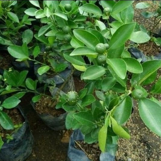 JUAL BIBIT JERUK SONKIT/JERUK KUNCI/TANAMAN BUAH MURAH