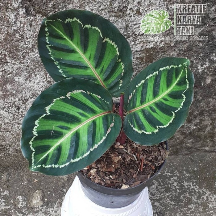 TANAMAN HIAS CALATHEA LINDEN - CALATHEA LINDEN