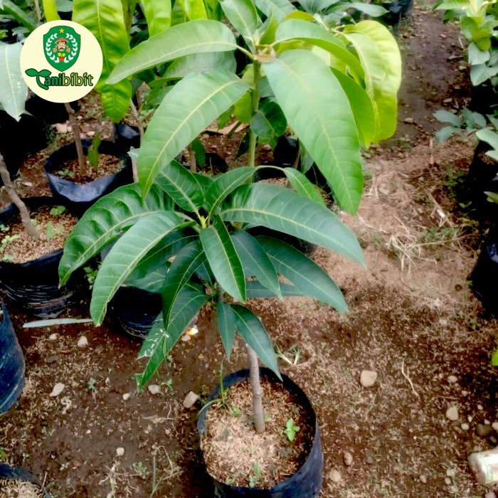 Pohon Mangga Irwin Uk 1Meter Cepat Berbuah