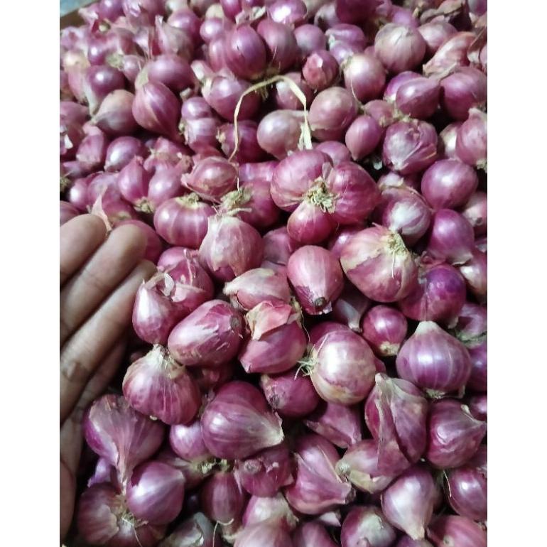 

TERBAIK BAWANG MERAH SUPER MURAH TERBARIK DI PAGE INI