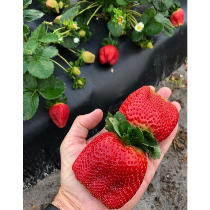 

Bisa COD 10 pohon tanaman strawberry korea buah besar manis tanaman hias hidup Original