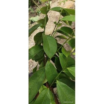 

HERBAL DAUN SIRSAK 50 LEMBAR