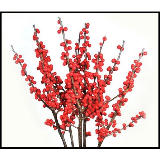 

DISKON BERRY BUAH NATAL ASLI FRESH IMPORT ILEX VERTICILLATA WINTER BERRY RED !!