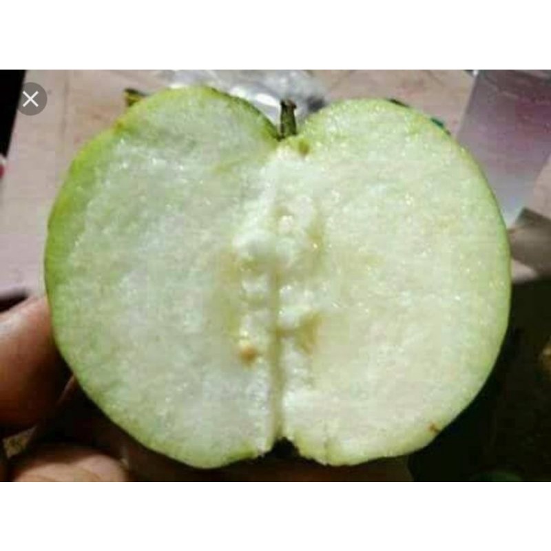 Bibit Jambu Siumik Pala Super Renyah Cepat Buah