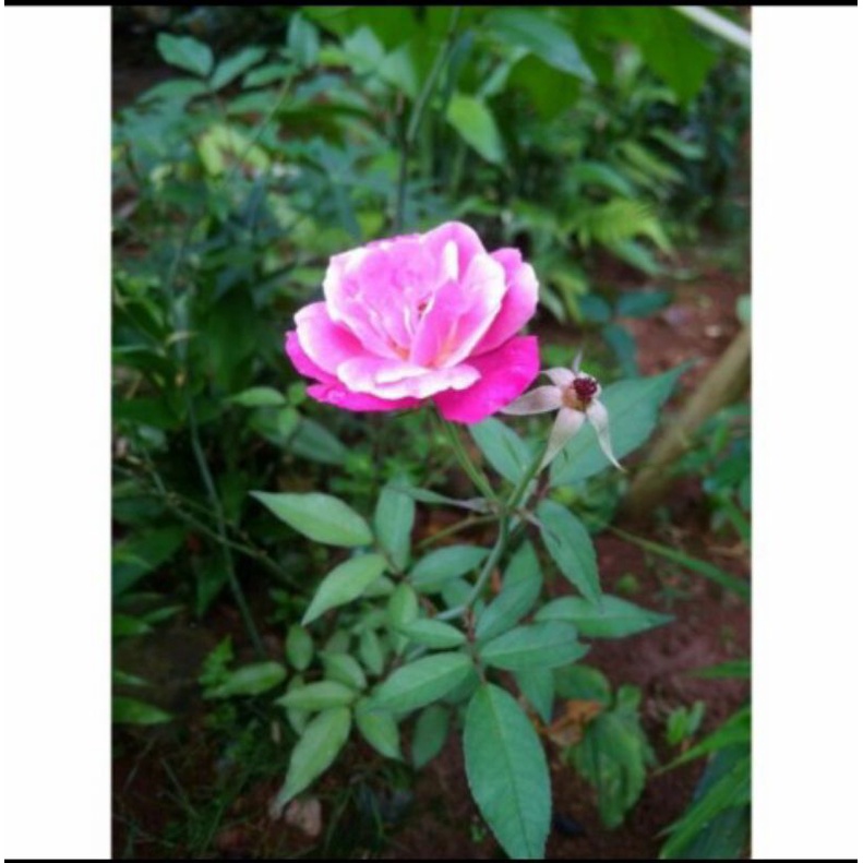 Bibit Stek Bunga Mawar Pink Terbaru
